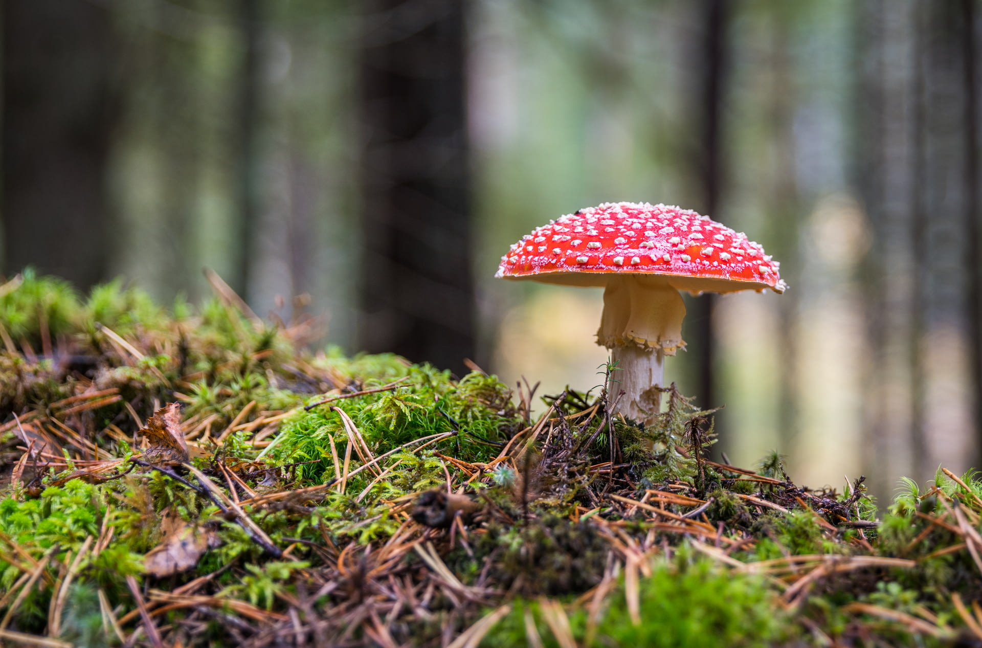Artificial Fake Moss, Craft Mo - Sphagnum Moss Dry recension och pris