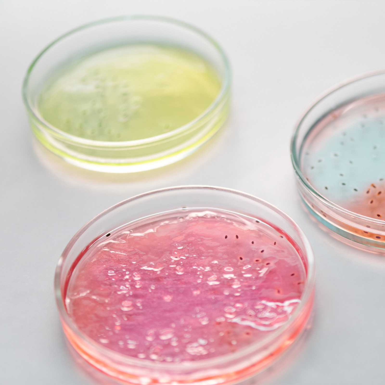Glass Petri Dish Laboratory Us - Agar Tissue Culture recension och pris