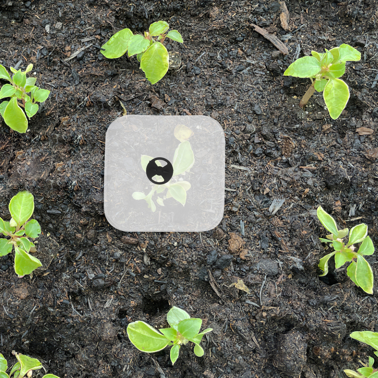 6Pcs Plant Cover Humidity Dome - Plastic Dome Clear recension och pris