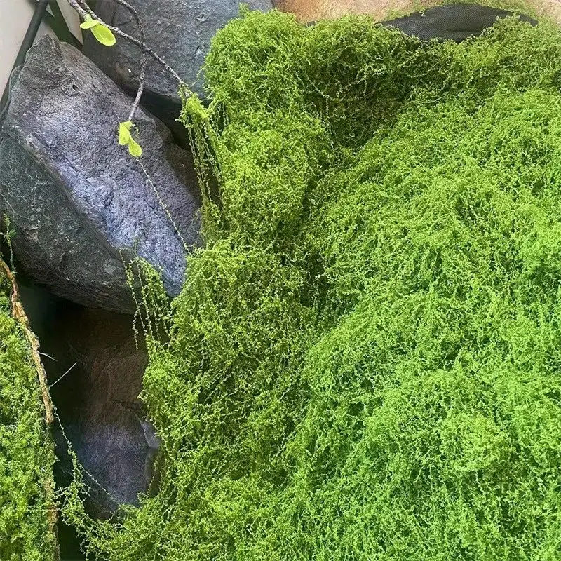 Green Fake Moss DIY Crafts Gra - Sphagnum Moss Dry recension och pris