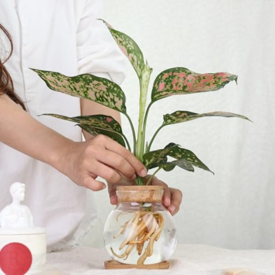 Plant Propagation Station, Hyd - Propagation Station Vase recension och pris