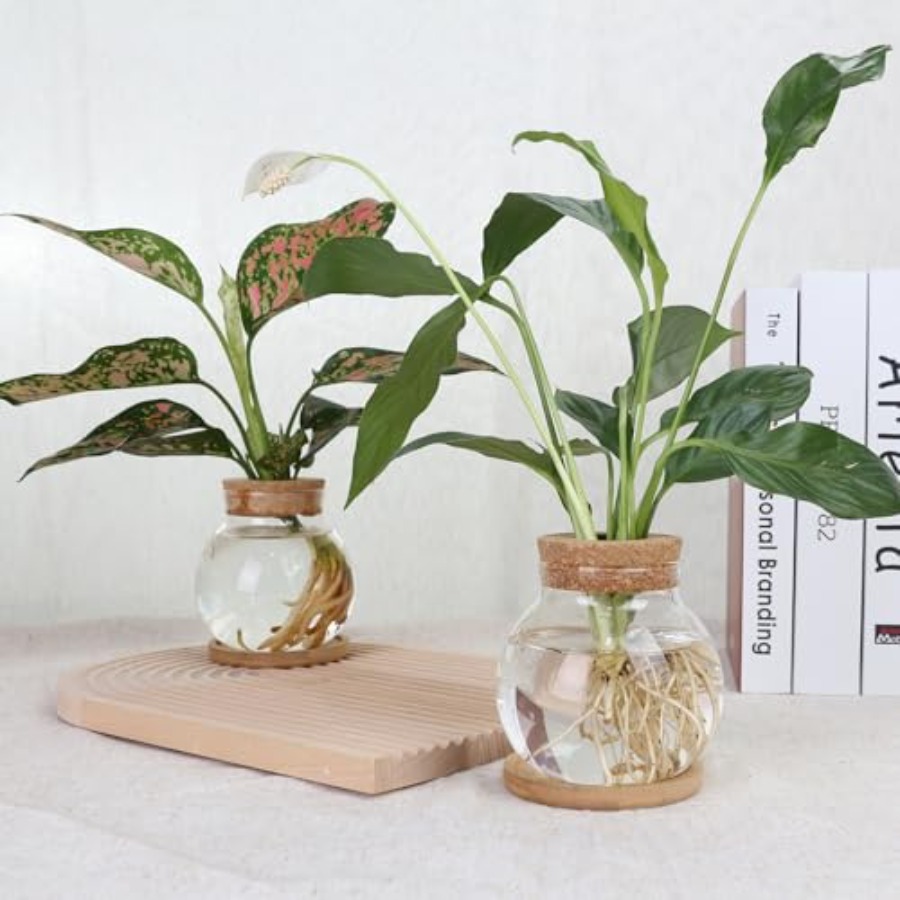 Plant Propagation Station, Hyd - Propagation Station Vase recension och pris